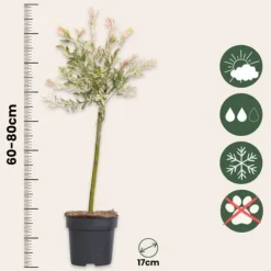 Haveplanter^Japansk pil - Salix integra 'Flamingo' - Højde 60-80cm - Potte 17cm