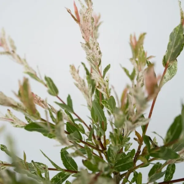 Haveplanter^Japansk pil - Salix integra 'Flamingo' - Højde 60-80cm - Potte 17cm