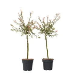 Træ^Japansk pil - Sæt med 2 - Salix integra 'Flamingo' - Højde 60-80cm - ⌀17cm