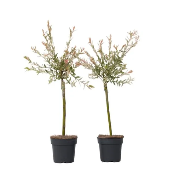 Træ^Japansk pil - Sæt med 2 - Salix integra 'Flamingo' - Højde 60-80cm - ⌀17cm