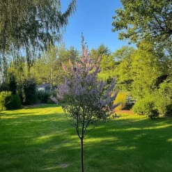Træ^Japansk pil - Sæt med 2 - Salix integra 'Flamingo' - Højde 60-80cm - ⌀17cm