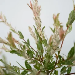 Træ^Japansk pil - Sæt med 2 - Salix integra 'Flamingo' - Højde 60-80cm - ⌀17cm