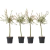 Outlet Japansk pil - Sæt med 4 - Salix integra 'Flamingo' - Højde 60-80cm - ⌀17cm Træ