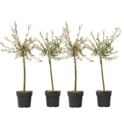 Outlet Japansk pil - Sæt med 4 - Salix integra 'Flamingo' - Højde 60-80cm - ⌀17cm Træ