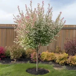 Outlet Japansk pil - Sæt med 4 - Salix integra 'Flamingo' - Højde 60-80cm - ⌀17cm Træ