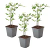 Jasmin - Sæt med 3 - Jasminum 'Summer Scent' - Højde 25-40cm - ⌀9cm Krukkeplanter Indendørs