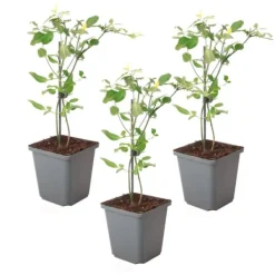 Jasmin - Sæt med 3 - Jasminum 'Summer Scent' - Højde 25-40cm - ⌀9cm Krukkeplanter Indendørs