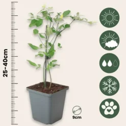 Jasmin - Sæt med 3 - Jasminum 'Summer Scent' - Højde 25-40cm - ⌀9cm Krukkeplanter Indendørs