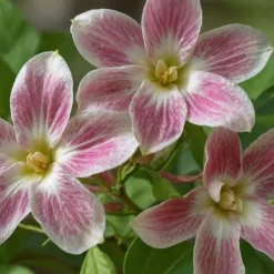 Jasmin - Sæt med 3 - Jasminum 'Summer Scent' - Højde 25-40cm - ⌀9cm Krukkeplanter Indendørs