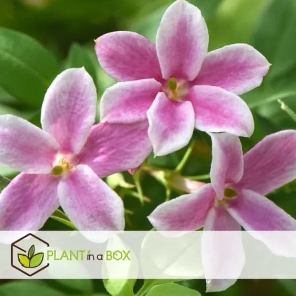 Jasmin - Sæt med 3 - Jasminum 'Summer Scent' - Højde 25-40cm - ⌀9cm Krukkeplanter Indendørs