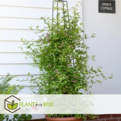 Jasmin - Sæt med 3 - Jasminum 'Summer Scent' - Højde 25-40cm - ⌀9cm Krukkeplanter Indendørs