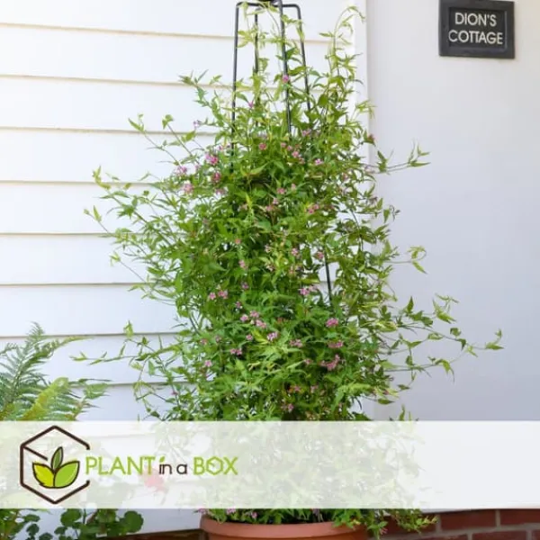 Jasmin - Sæt med 3 - Jasminum 'Summer Scent' - Højde 25-40cm - ⌀9cm Krukkeplanter Indendørs