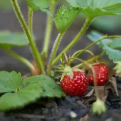 New Jordbærgødning Havestart 1kg Gødningsmidler