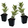Jordbærtræ - Sæt med 3 - Arbutus 'Unedo' - Højde 25-40cm - ⌀9cm Træ