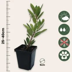 Jordbærtræ - Sæt med 3 - Arbutus 'Unedo' - Højde 25-40cm - ⌀9cm Træ