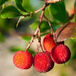 Jordbærtræ - Sæt med 3 - Arbutus 'Unedo' - Højde 25-40cm - ⌀9cm Træ