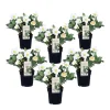 New Julerose - Sæt med 6 - Helleborus niger 'Mont Blanc' - Højde 20-30cm - ⌀12cm Blomster