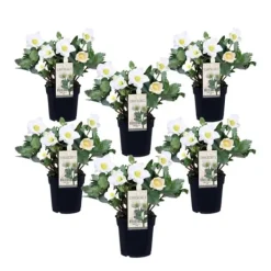 New Julerose - Sæt med 6 - Helleborus niger 'Mont Blanc' - Højde 20-30cm - ⌀12cm Blomster