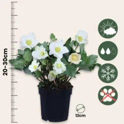 New Julerose - Sæt med 6 - Helleborus niger 'Mont Blanc' - Højde 20-30cm - ⌀12cm Blomster