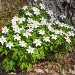 New Julerose - Sæt med 6 - Helleborus niger 'Mont Blanc' - Højde 20-30cm - ⌀12cm Blomster