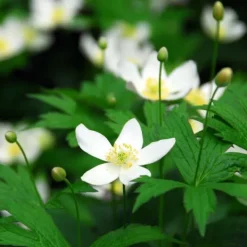 New Julerose - Sæt med 6 - Helleborus niger 'Mont Blanc' - Højde 20-30cm - ⌀12cm Blomster