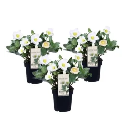 Krukkeplanter Indendørs^Julerose - Sæt med 3 - Helleborus niger 'Mont Blanc' - Højde 20-30cm - ⌀12cm