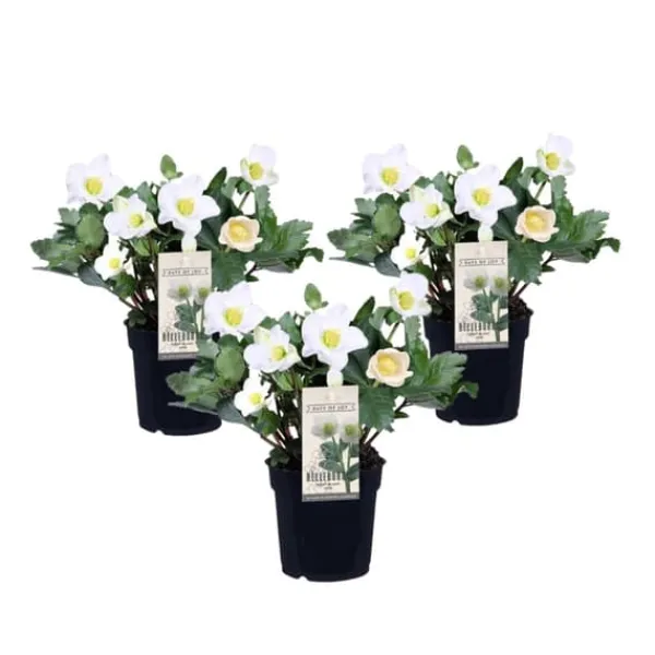 Krukkeplanter Indendørs^Julerose - Sæt med 3 - Helleborus niger 'Mont Blanc' - Højde 20-30cm - ⌀12cm