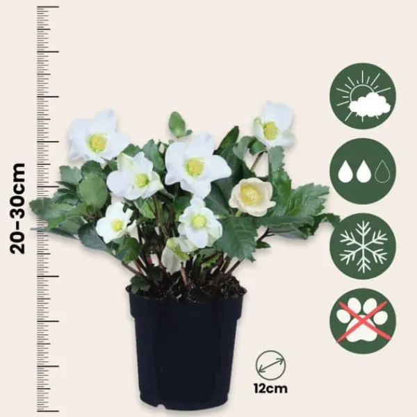 Krukkeplanter Indendørs^Julerose - Sæt med 3 - Helleborus niger 'Mont Blanc' - Højde 20-30cm - ⌀12cm