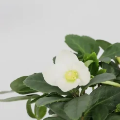 Krukkeplanter Indendørs^Julerose - Sæt med 3 - Helleborus niger 'Mont Blanc' - Højde 20-30cm - ⌀12cm