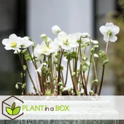Krukkeplanter Indendørs^Julerose - Sæt med 3 - Helleborus niger 'Mont Blanc' - Højde 20-30cm - ⌀12cm