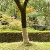Discount Juterulle 1x25 m 200 gsm - 100% Naturlig Jute | Farve: Natur | Størrelse: 1x25 m Haveduge