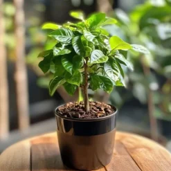 Discount Kaffetræ - Coffea arabica - Højde 25-40cm - ⌀12cm Krukkeplanter Indendørs