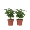 Krukkeplanter Indendørs^Kaffetræ - Sæt med 2 - Coffea arabica - Højde 25-40cm - ⌀12cm