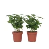 Best Kaffetræ - Sæt med 4 - Coffea arabica - Højde 25-40cm - ⌀12cm Krukkeplanter Indendørs