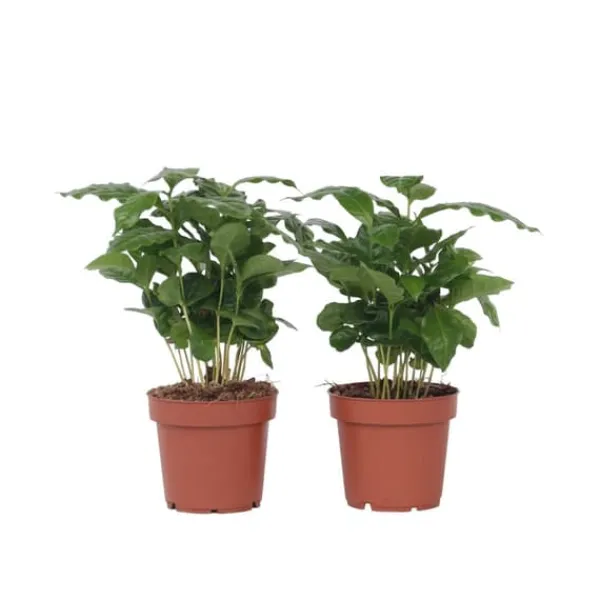 Best Kaffetræ - Sæt med 4 - Coffea arabica - Højde 25-40cm - ⌀12cm Krukkeplanter Indendørs
