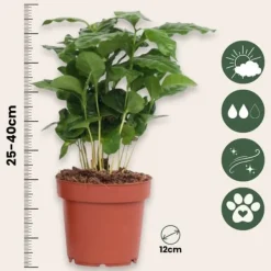 Best Kaffetræ - Sæt med 4 - Coffea arabica - Højde 25-40cm - ⌀12cm Krukkeplanter Indendørs