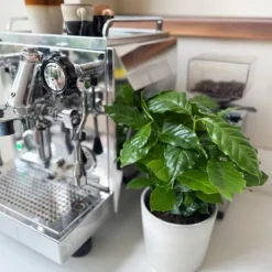 Best Kaffetræ - Sæt med 4 - Coffea arabica - Højde 25-40cm - ⌀12cm Krukkeplanter Indendørs
