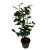 Buskads^Kamelia japansk rose - Camellia japonica 'Brush Field' - Højde 50-60cm - ⌀15cm