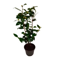 Buskads^Kamelia japansk rose - Camellia japonica 'Brush Field' - Højde 50-60cm - ⌀15cm