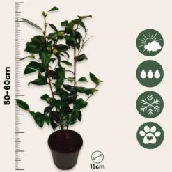 Buskads^Kamelia japansk rose - Camellia japonica 'Brush Field' - Højde 50-60cm - ⌀15cm
