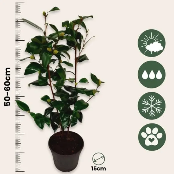 Buskads^Kamelia japansk rose - Camellia japonica 'Brush Field' - Højde 50-60cm - ⌀15cm
