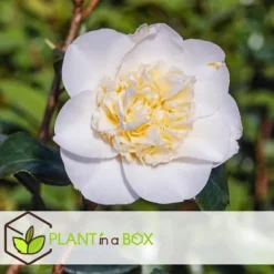 Buskads^Kamelia japansk rose - Camellia japonica 'Brush Field' - Højde 50-60cm - ⌀15cm