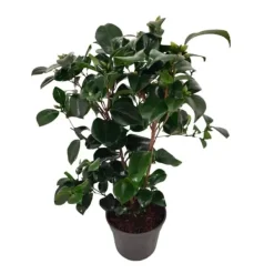 Sale Kamelia japansk rose - Camellia japonica 'Lady Campbell' - Højde 50-60cm - ⌀15cm Krukkeplanter Indendørs