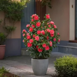 Sale Kamelia japansk rose - Camellia japonica 'Lady Campbell' - Højde 50-60cm - ⌀15cm Krukkeplanter Indendørs