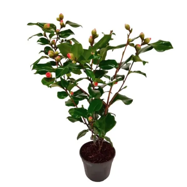 Blomster^Kamelia japansk rose - Camellia japonica 'Dr. King' - Højde 50-60cm - ⌀15cm