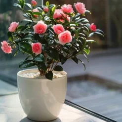 Blomster^Kamelia japansk rose - Camellia japonica 'Dr. King' - Højde 50-60cm - ⌀15cm