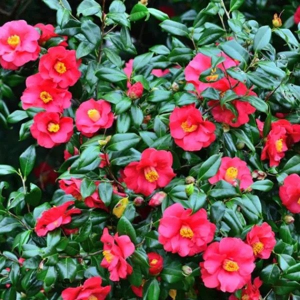 Blomster^Kamelia japansk rose - Camellia japonica 'Dr. King' - Højde 50-60cm - ⌀15cm