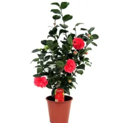 Hot Kamelia japansk rose - Camellia japonica 'Lady Campbell' - Højde 60-70cm - ⌀19cm Haveplanter