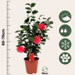 Hot Kamelia japansk rose - Camellia japonica 'Lady Campbell' - Højde 60-70cm - ⌀19cm Haveplanter