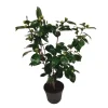 Sale Kamelia japansk rose - Camellia japonica 'Bonomiana' - Højde 50-60cm - ⌀15cm Buskads